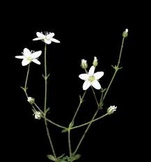 Image result for Ceropegia arenarioides