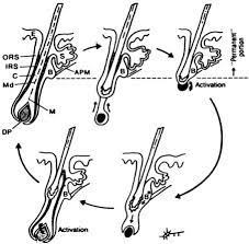 Hair removal creams or depilatories contain certain potent ingredients that help break down the structure of keratin, which further weakens the hair. Methods Of Hair Removal Sciencedirect