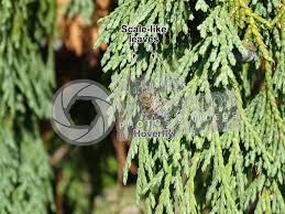 Image result for Platycladus orientalis