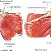 The muscles of the shoulder joint can be divided into an intrinsic and extrinsic group; 1