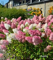 Image result for hydrangea paniculata vanille fraise
