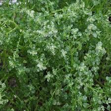 Image result for Pilea microphylla