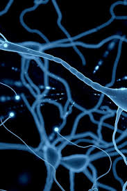 Image result for Neuron