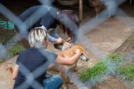 Mais vous en avez besoin pour absolument tout faire. Mon Chien Est Mort Quelles Sont Les Dispositions A Prendre