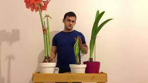 Check spelling or type a new query. Amaryllis Has Finished Blooming Now What Youtube