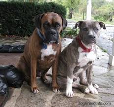Unfortunately, blue pits are not as accessible as other variations and therefore, some breeders will resort to inbreeding in order to continue making money. Raising A Puppy About 6 Months Old Spencer The Pit Bull