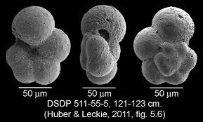 Image result for Hedbergia