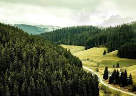 Benyt lejligheden til at opleve den storslåede natur. Sort Skov Tysklands Skov Landskab Lysning Gron Skov Tyskland Natur Furtwangen Efterar Pikist