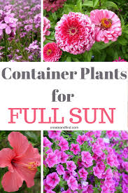 Place two pots of this pretty petite plant along the balcony door and step. Container Plants For Full Sun Full Sun Container Plants Container Plants Full Sun Plants