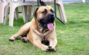 Our litters are not available all year round, which is why we strive to provide the thus, if you search for the perfect puppy for your family, contact us for an early reservation. Pin On Dogs