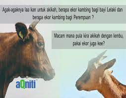 Harga lembu adalah blog rasmi umm baraqah resources untuk khidmat bekalan lembu bagi tujuan aqiqah korban qurban dan katering. Berapa Ekor Kambing Akikah Mudah Akikah Korban Diyakini Facebook