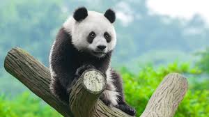 Over 40,000+ cool wallpapers to choose from. Animal 4k Wallpapers Wallpaper Cave