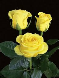 Pin By Aroojmalik On Rose Beautiful Rose Flowers Amazing Flowers Love Flowers