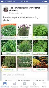 Rosemary protect your vegetable plants with this poignant herb. How To Repel Mozzies Naturally Plants Mosquito Repelling Plants Outdoor Gardens