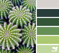 Cacti Color Seeds Color Design Seeds Seeds Color Palette