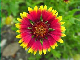 Pin By Dave S Garden On Beautiful Botany Native Plants Indian Blanket Flower Australian Native Plants