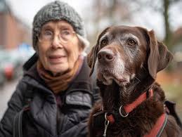 Help needed for 8 senior dogs of an owner who passed away.