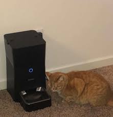 Shop for all of your pet needs at chewy's online pet store. My Friend Set Her Cat S Food On A Timer All He Does All Day Is Wait For The Food Gods To Bless Him Funny