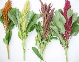 Image result for Amaranthaceae