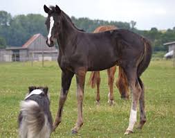 Image result for oldest horse in the world