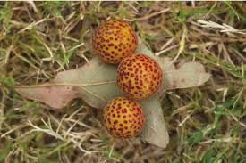 Speckled gall
