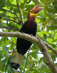 Pin On Bird Species