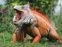 Image result for iguana bite - what treatment