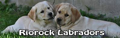 You will find labrador retriever dogs for adoption and puppies for sale under the listings here. Riorock Labrador Retrievers Breeder New England East Coast Colorado Lab Breeders New Hampshire Nh Ma