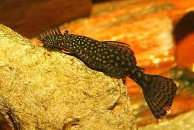 Ancistrus Sp Cuce Vatoz Boynuzlu Vatoz Alternatif Dunyam