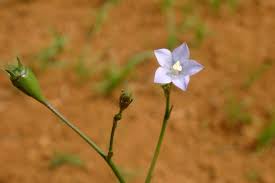 Image result for Wahlenbergia capitata