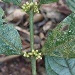 Image result for Pauridiantha paucinervis