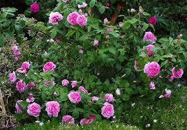Historische Rose Mme Boll Rosa Mme Boll Baumschule Horstmann Vaxter Tradgard Vaxter Tradgard