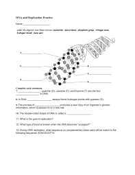 Hydrogen bonds between nucleotids break 2.strands of dna separate 3. Dna And Replication Practice