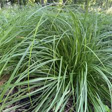 Image result for Carex angolensis