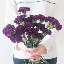 Dark purple wedding purple wedding bouquets flower bouquets bridal bouquets plum wedding flowers carnation wedding bridal flowers wedding dresses 35 dark purple wedding color ideas for fall/winter weddings. Moonvista Dark Purple Carnations Bulk Fresh Diy Wedding Flowers Flower Moxie
