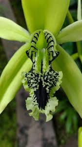 A southeast asian species that has flowers similar to pandurata but in a smaller size. Coelogyne Pandurata Anggrek Hitam East Borneo Indonesia Beautiful Orchids Rare Flowers Unique Flowers