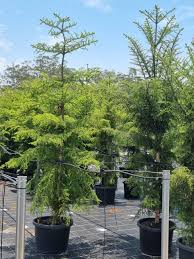 Image result for Araucaria cunninghamii