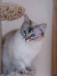 Our Lynx Point Balinese Belina Balinese Cat Cats And Kittens Cute Cats