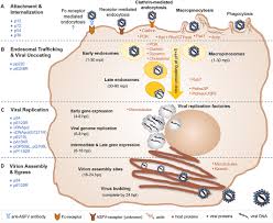 Asfv is a large, enveloped virus with icosahedral morphology and an average diameter of 200 nm. Frontiers African Swine Fever Virus An Emerging Dna Arbovirus Veterinary Science