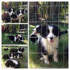 Free Local Classified Ads World Cutest Dog Border Collie Puppies Collie Puppies