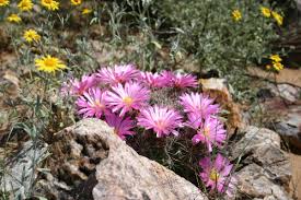 Flowers and beans make it a good ornamental addition to gardens; New Mexico Bureau Of Land Management