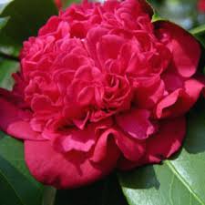 My Red Camellia Is About To Be In Full Bloom With Images Camellia Magnolia Gardens Flowers