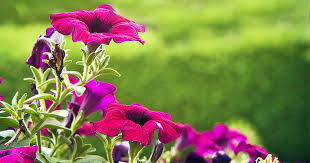 Anywhere from 4 to 6 hours of direct sunlight will give this the plant the light it needs to grow and flower well. How To Grow And Care For Petunias Gardener S Path