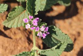 Image result for Lantana angolensis
