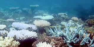 Diese lauten von nord nach süd Great Barrier Reef Wieder In Gefahr Dreckwasser Spult Ins Korallenriff