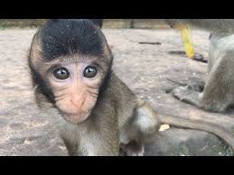 Awesome Monkey Video Clips Adorable Monkey Boy From Cambodia Monkeys Funny Monkey Gorilla