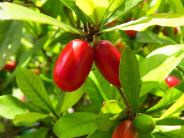 Image result for Synsepalum