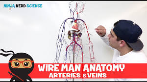 The femoral vein intervenes between the artery and the adductor longus. Circulatory System Arteries Veins Of The Upper Lower Limbs Wire Man Model Youtube