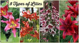 It is said that the spots of this flower look like coins of money. Types Of Lilies 8 Beautiful Cold Hardy Choices For The Garden