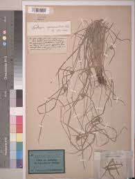 Image result for Antherotoma tenuis